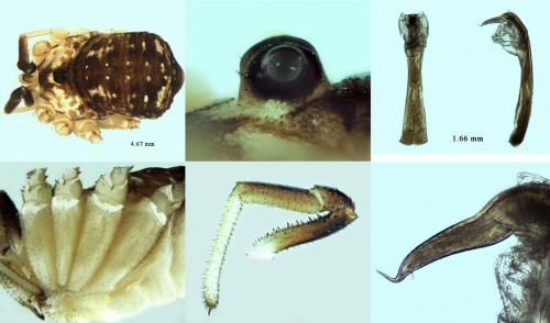 Réf. 219 679 : Leiobunum gracile